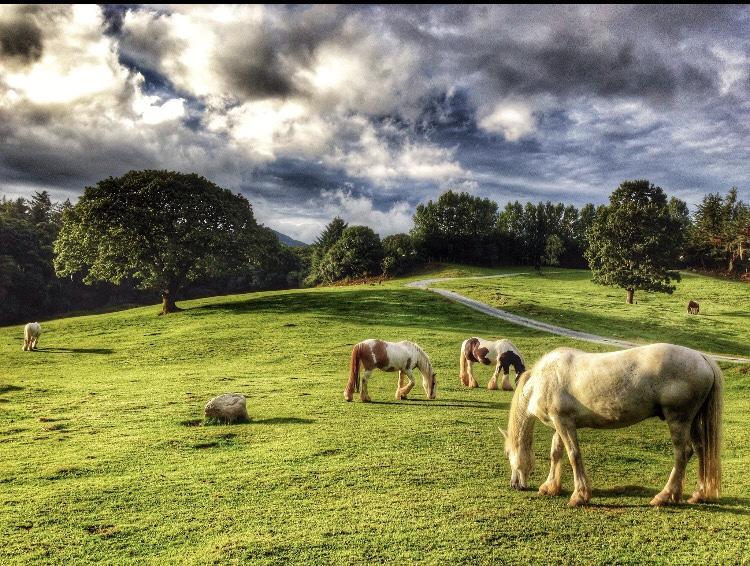 Muckross Riding Stables Villa Killarney Exterior photo