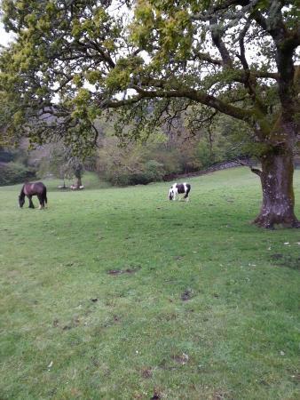 Muckross Riding Stables Villa Killarney Exterior photo